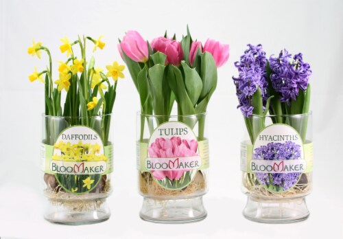 Floral Fresh Tulip Bulbs in Vase Perspective: front