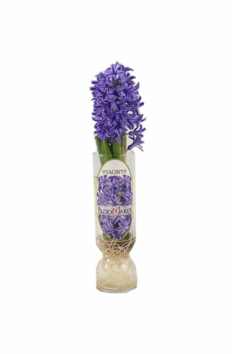 Mother's Day Single Bulb in Glass Fresh Flower Perspective: front