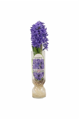 Tulips in Glass Vase, 10 inch - Kroger