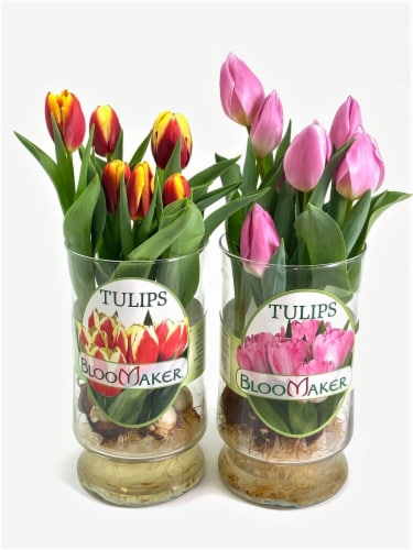 Tulips in Glass Vase, 10 inch - Kroger