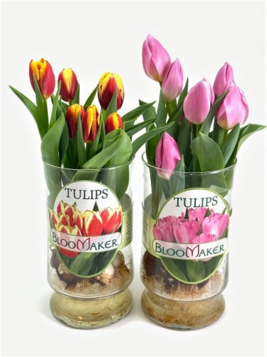 Tulips in Glass Vase Perspective: front