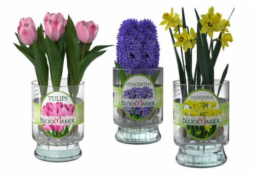 Floral Fresh Hyacinth Bulbs in Vase Perspective: front