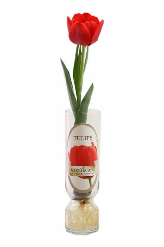 Tulip Single Potted Bulb Perspective: front