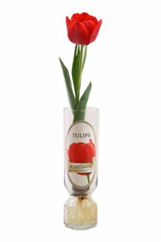 Tulip Single Potted Bulb Perspective: front