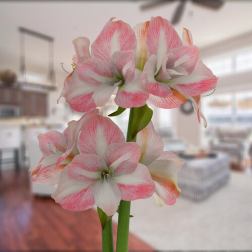Bloomaker.com COL-00798 Bloomaker  Apple Blossom Amaryllis Bulbs, 26-28cm+ - Pack of 5 Perspective: front