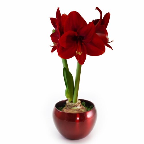 Bloomaker USA COL-00598 Bloomaker Red Tin Amaryllis Bulb Kit - Red Velvet Perspective: front