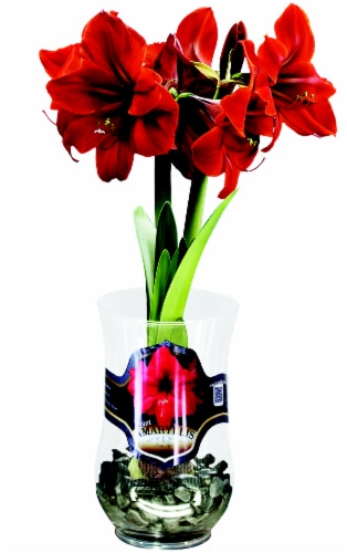 Amaryllis Bulb in Glass Vase Perspective: front