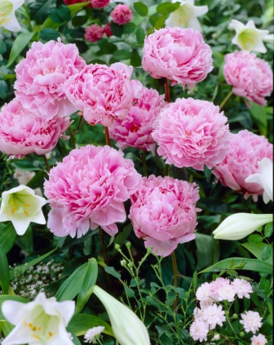 Peony Sarah Bernhardt Perspective: front