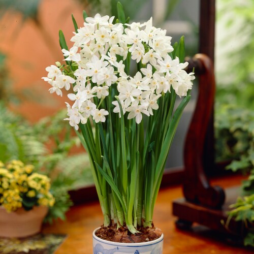 Paperwhites Ziva (7-Pack) Perspective: front