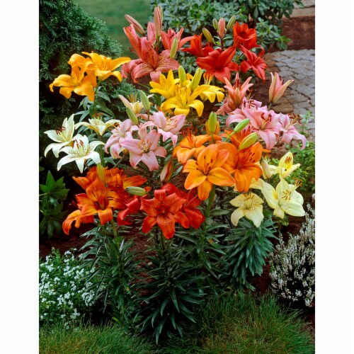 Asiatic Lily Bulb Mixture - (6 pack) Perspective: front