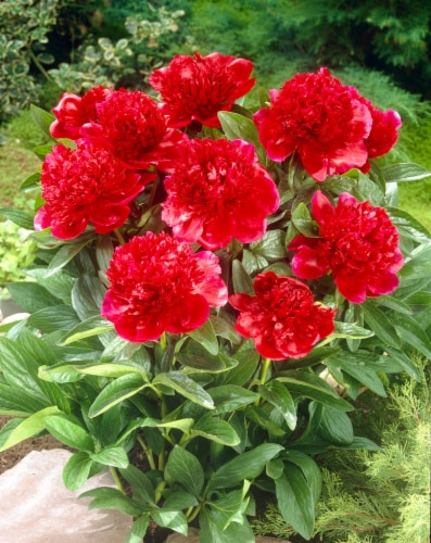 Red Charm Peony Roots Perspective: front