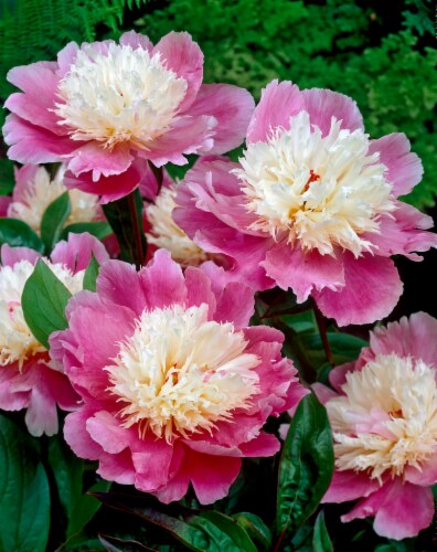 Peony Bowl of Beauty Perspective: front