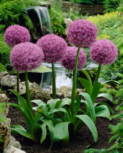 Allium Globe Master Perspective: front