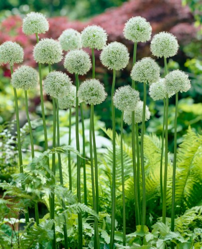 Allium Mount Everest Perspective: front
