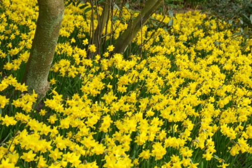 Daffodil Tete-a-Tete Perspective: front