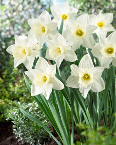 Daffodil Mount Hood Perspective: front