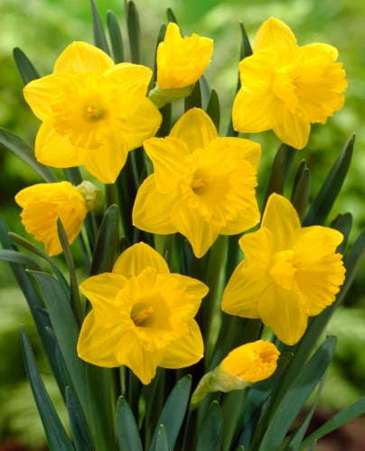 Trumpet Daffodil Dutch Master Perspective: front
