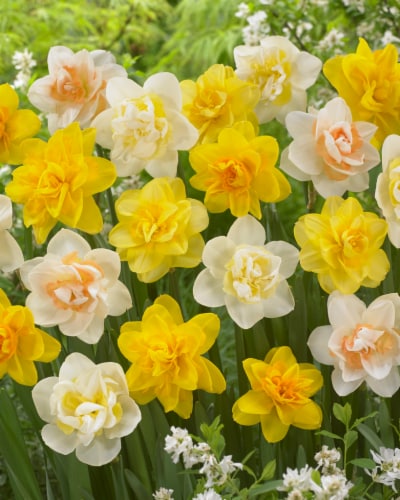 Double Daffodil Mix Perspective: front