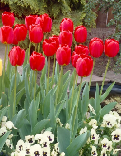 Darwin Tulip Red Oxford Perspective: front