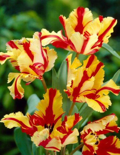 Parrot Tulip Flaming Parrot Perspective: front