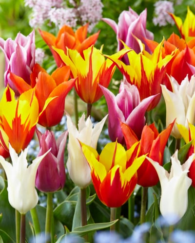 Lily Flowered Tulip Bulb Mix Perspective: front