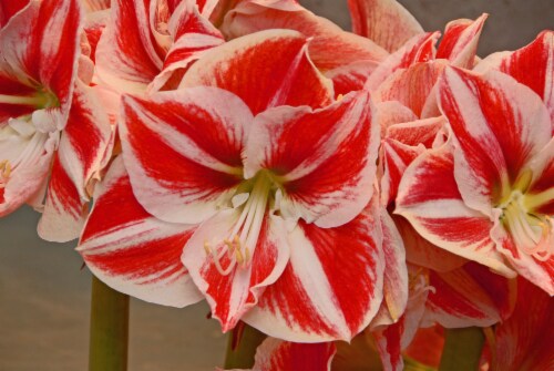 Amaryllis Super Star 26/28cm (1-pack) Perspective: front
