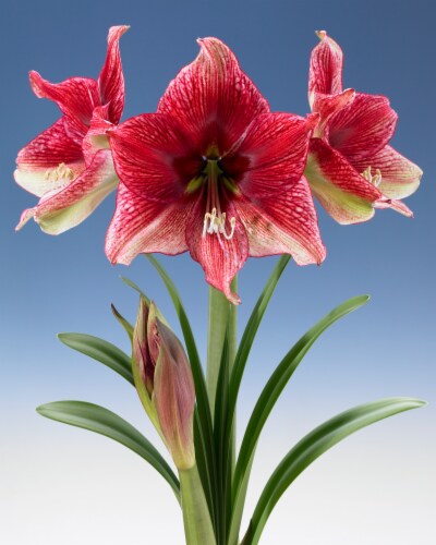 Amaryllis Tosca 26/28cm (1-pack) Perspective: front