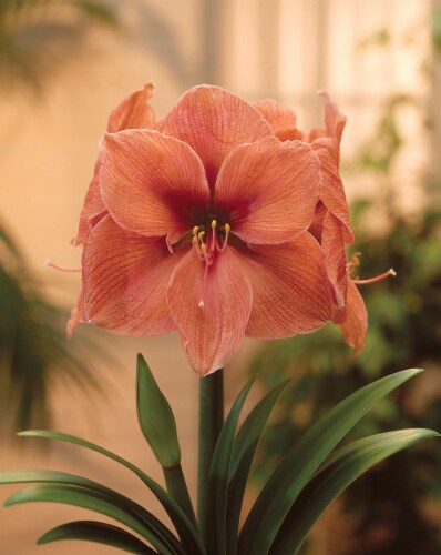 Amaryllis Rilona 26/28cm (1-pack) Perspective: front