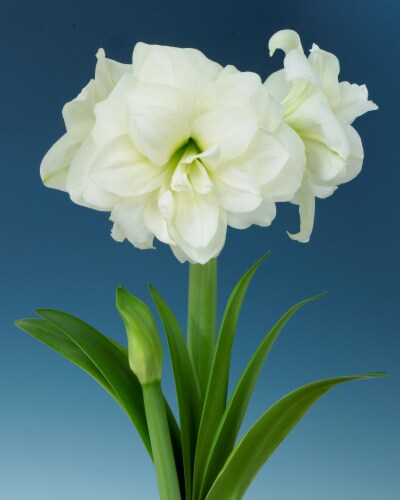 Amaryllis Alfresco 26/28cm (1-pack) Perspective: front