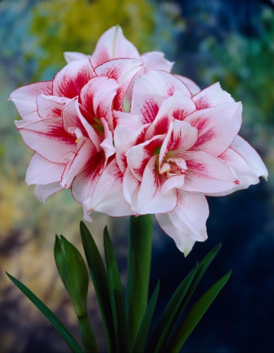 Amaryllis Elvas 26/28cm (1-pack) with Pot Perspective: front