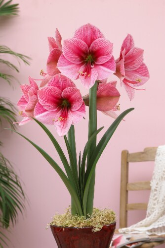 Amaryllis Purple Rain 26/28cm (1-pack) with Pot Perspective: front