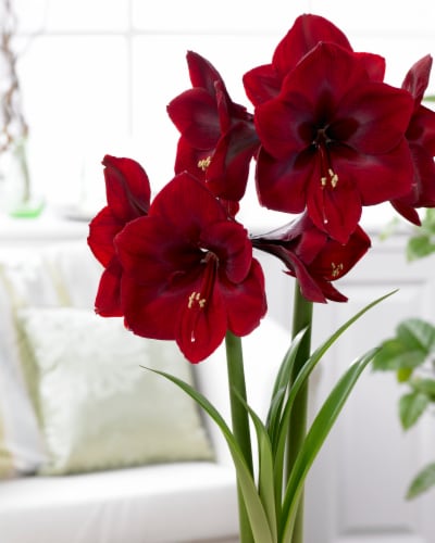 Amaryllis Royal Velvet 26/28cm (1-pack) with Pot Perspective: front