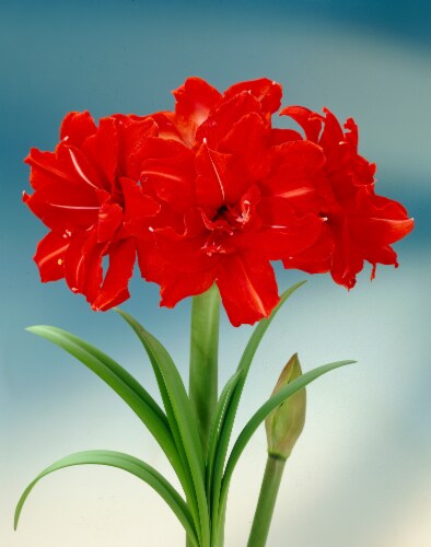 Amaryllis Red Peacock 26/28cm (1-pack) with Pot Perspective: front