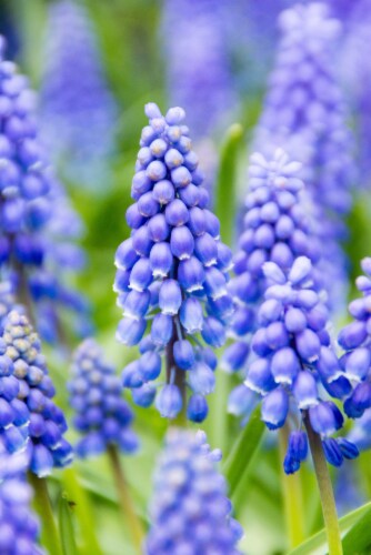 Muscari Armeniacum Perspective: front