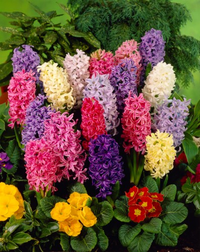 Hyacinth Giant Mixture Perspective: front