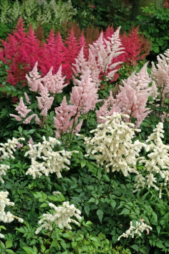 Astilbe Collection Perspective: front