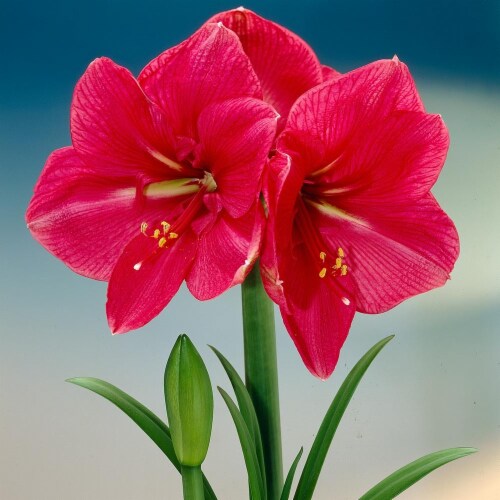 Amaryllis Hercules 26/28cm (1-pack) Perspective: front