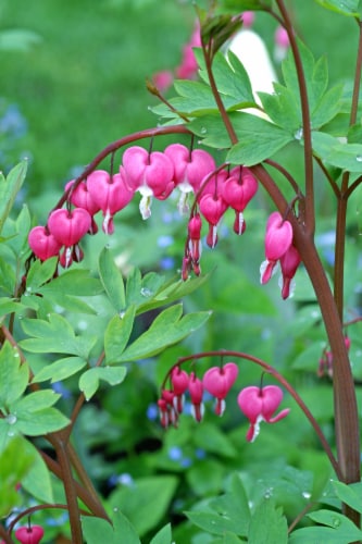 Bleeding Hearts Perspective: front