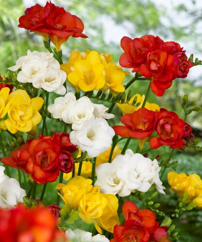Double Freesia Mix Perspective: front