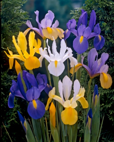 Dutch Iris Mixed Perspective: front