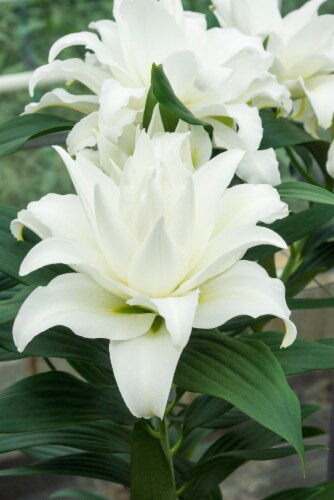 My Wedding Lily Perspective: front