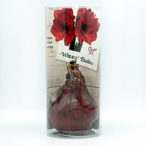 Wax Amaryllis in Plastic Sleeve - Red Perspective: front