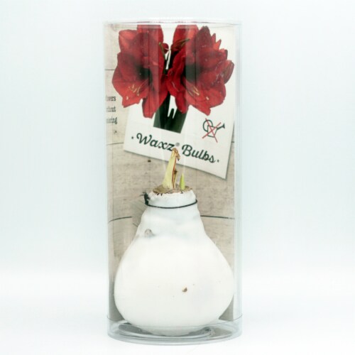 Wax Amaryllis in Plastic Sleeve - White Perspective: front