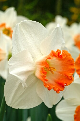 Narcis Pink Charm Perspective: front