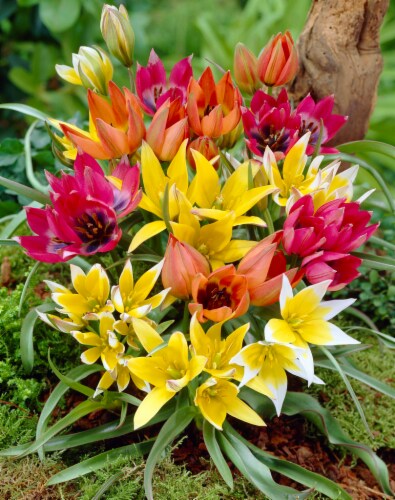 Tulipa Wild Perenial mix Perspective: front