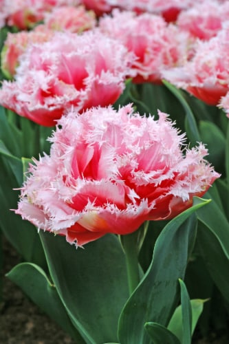Tulipa Queensland Perspective: front