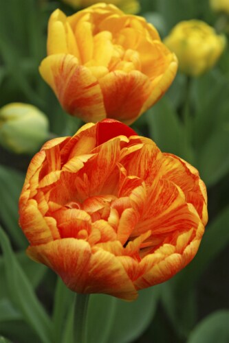Tulipa Sunlover Perspective: front