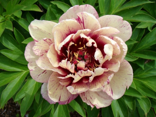 Peony All That Jazz TM Itoh Hybrids Roots (1 pack) Perspective: front