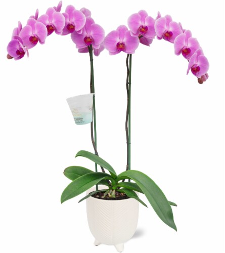 Orchid in Pot Perspective: front