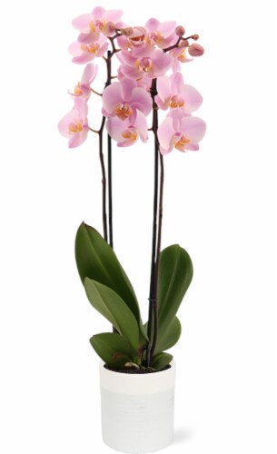 Bonita X Bungalow Orchid Perspective: front